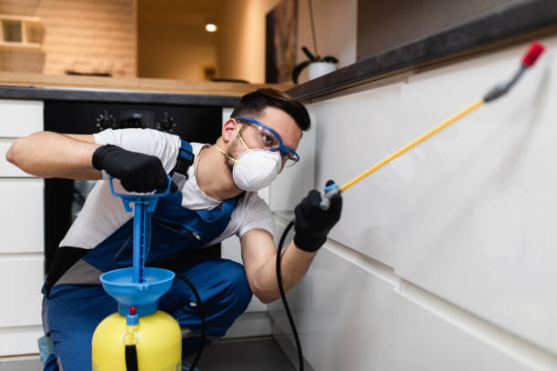 Best Flea Control Services  in Lorton, VA