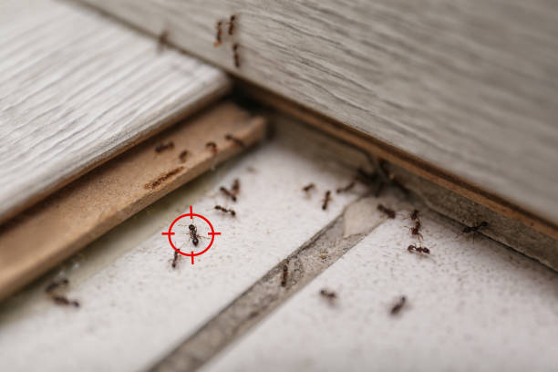 Best Affordable Pest Control Services  in Lorton, VA